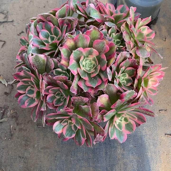 女郎48多肉植物法师