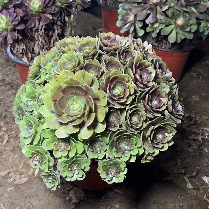 多肉植物万圣节35