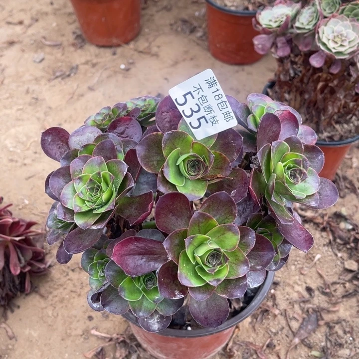 535魅金玫瑰绣球1