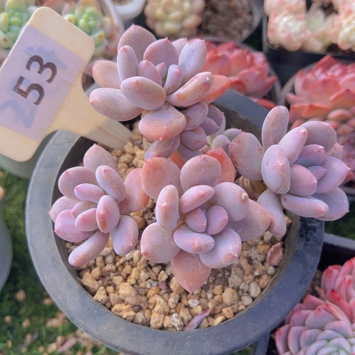 健健康康平平安安