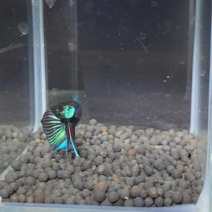 斗鱼泰国斗鱼189号