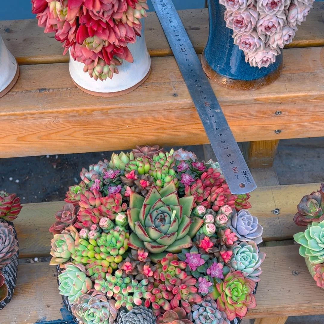 这个是真的很好看元的