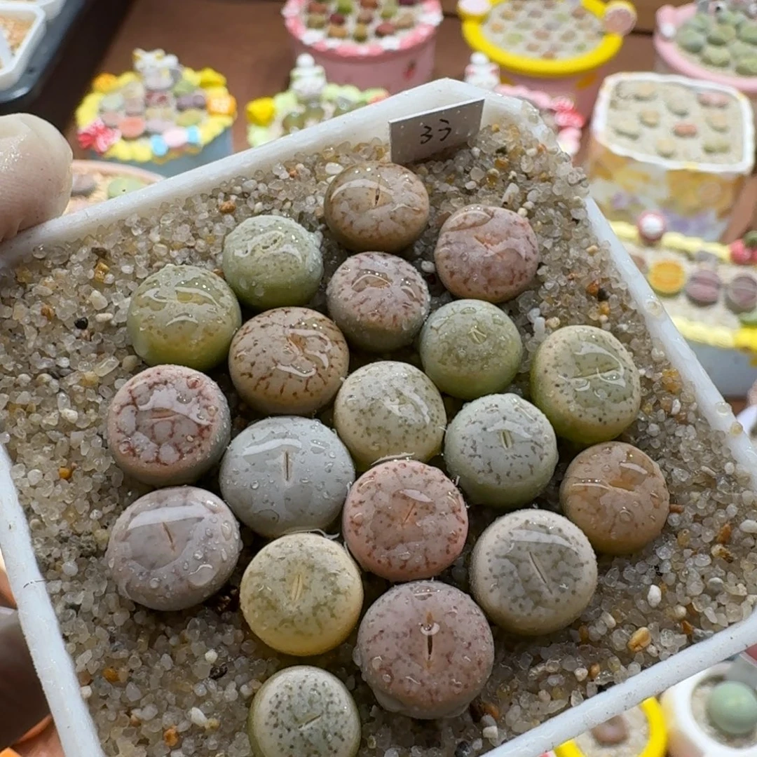 1128-040彩色曲玉