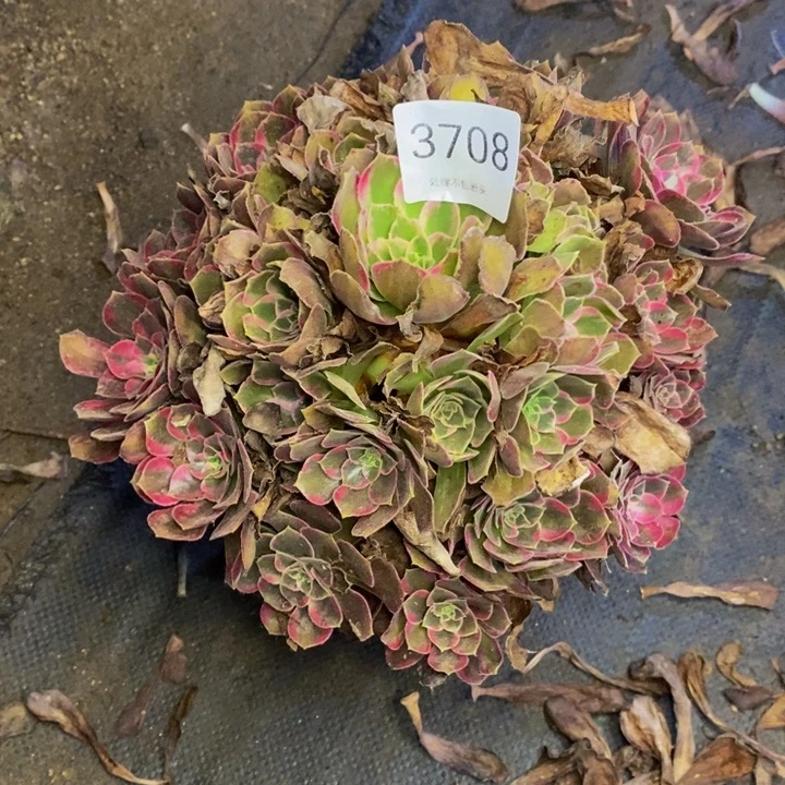 安娜多肉断头不包3708