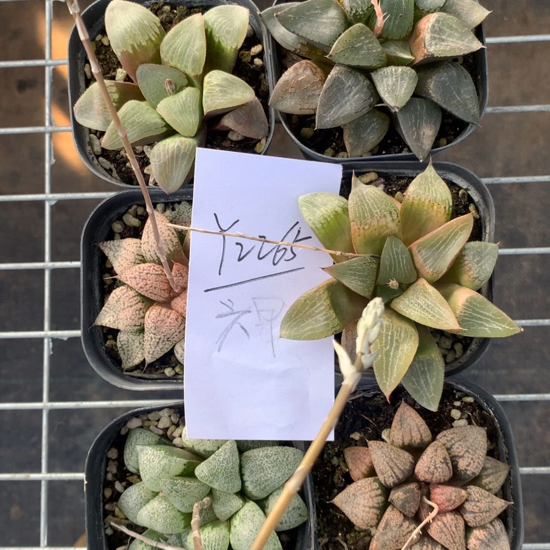 2265。 六颗福利。