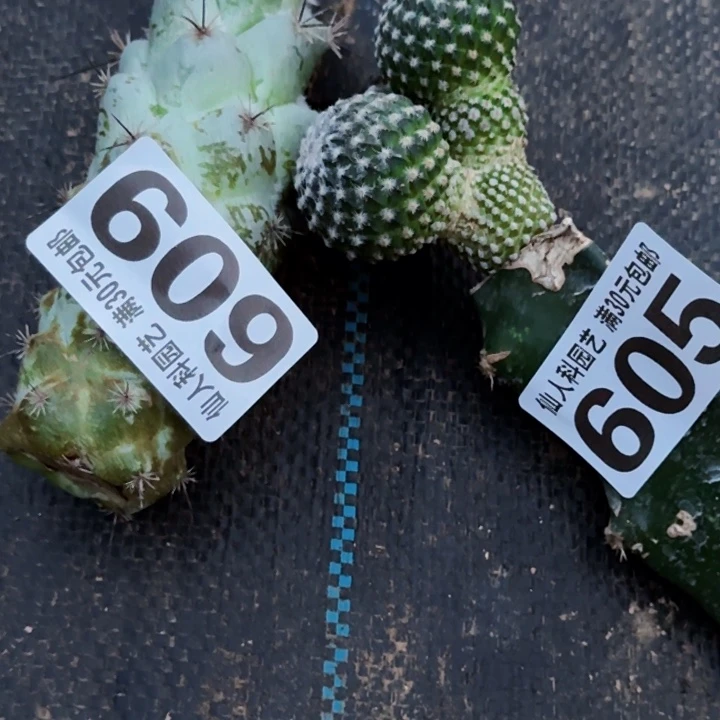 栽***花无花朵福利马贼银牡丹609.605