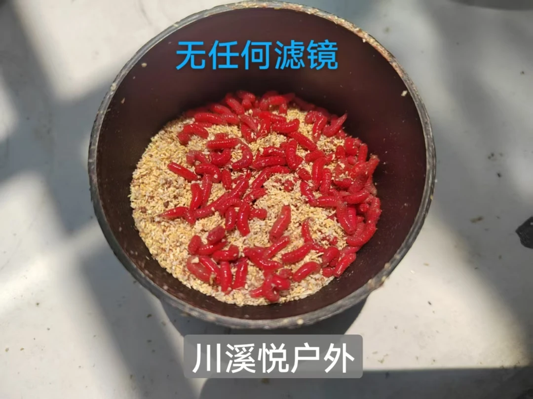 鲜活红蛆虫鱼饵料批发溪石斑饵料活饵钓鱼饵料小红蛆溪流鱼饵批发