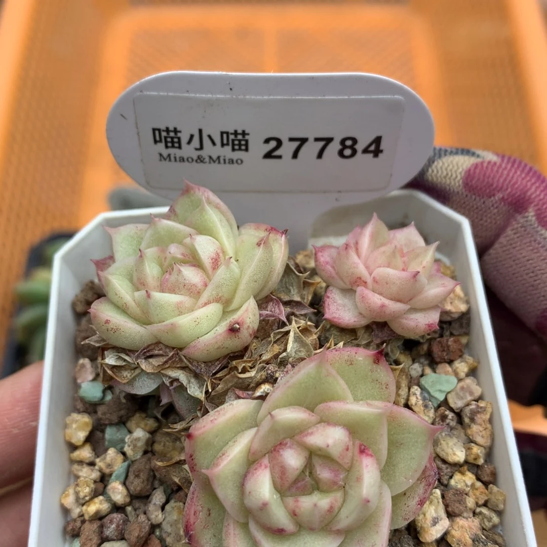 多肉植物麦秆珍妮