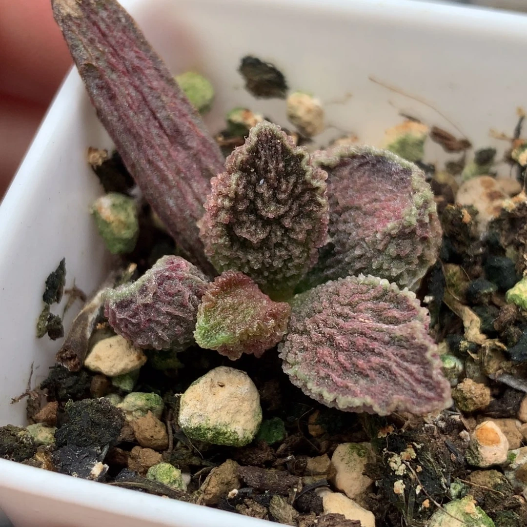 鲲鹏 一物一拍包邮