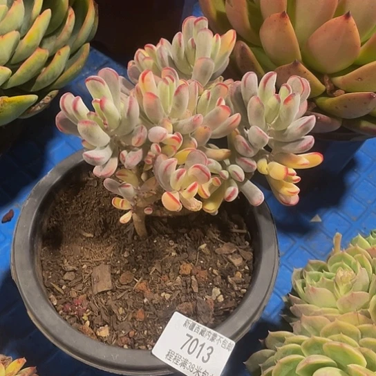 乐*源福娘锦7013多肉