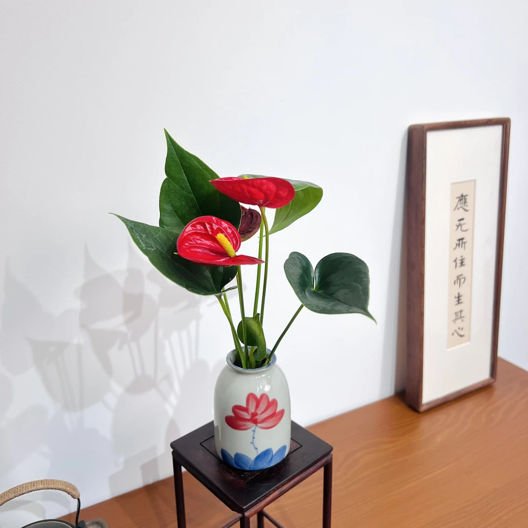 水培红掌室内好养加赠手绘荷花盆