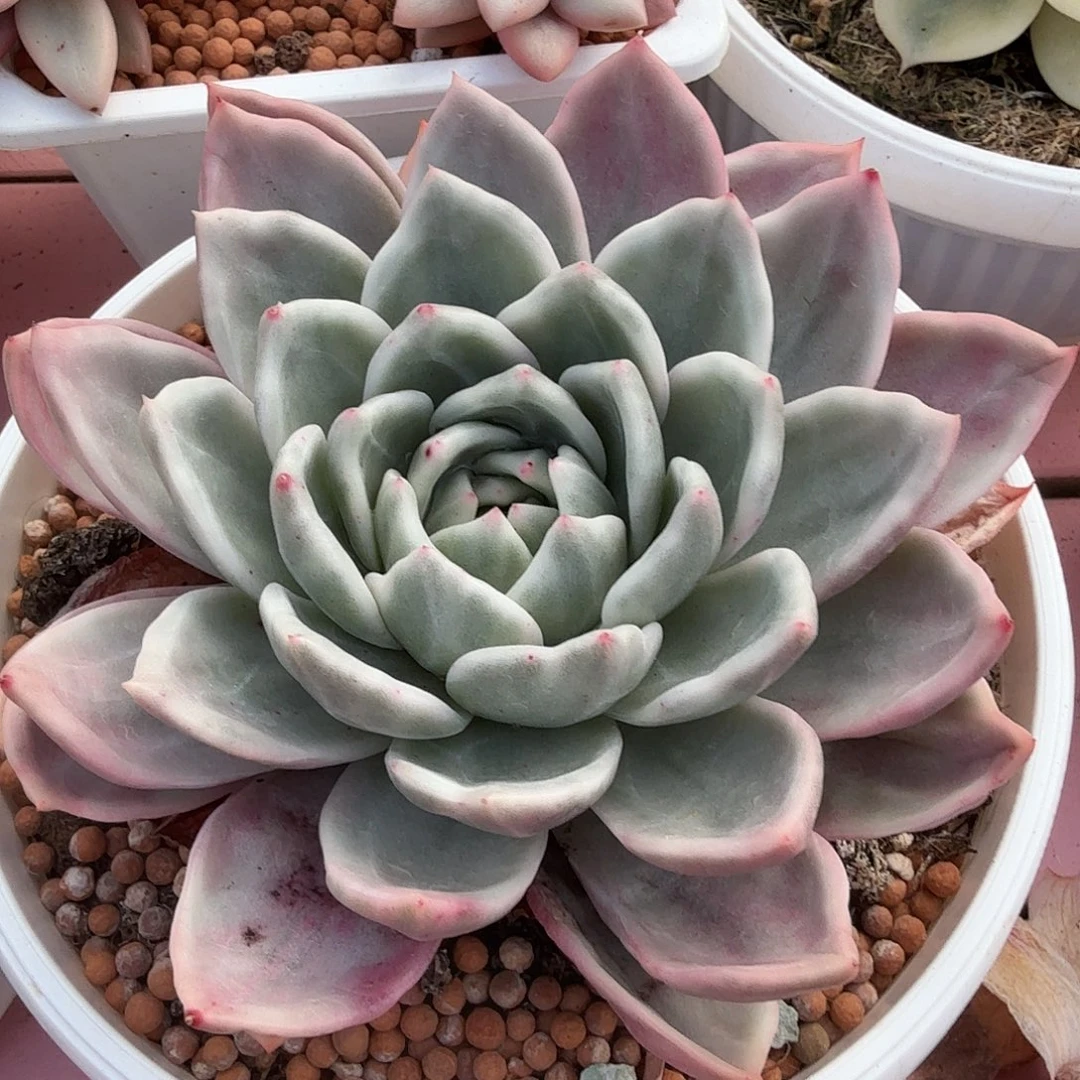香槟锦，多肉植物。