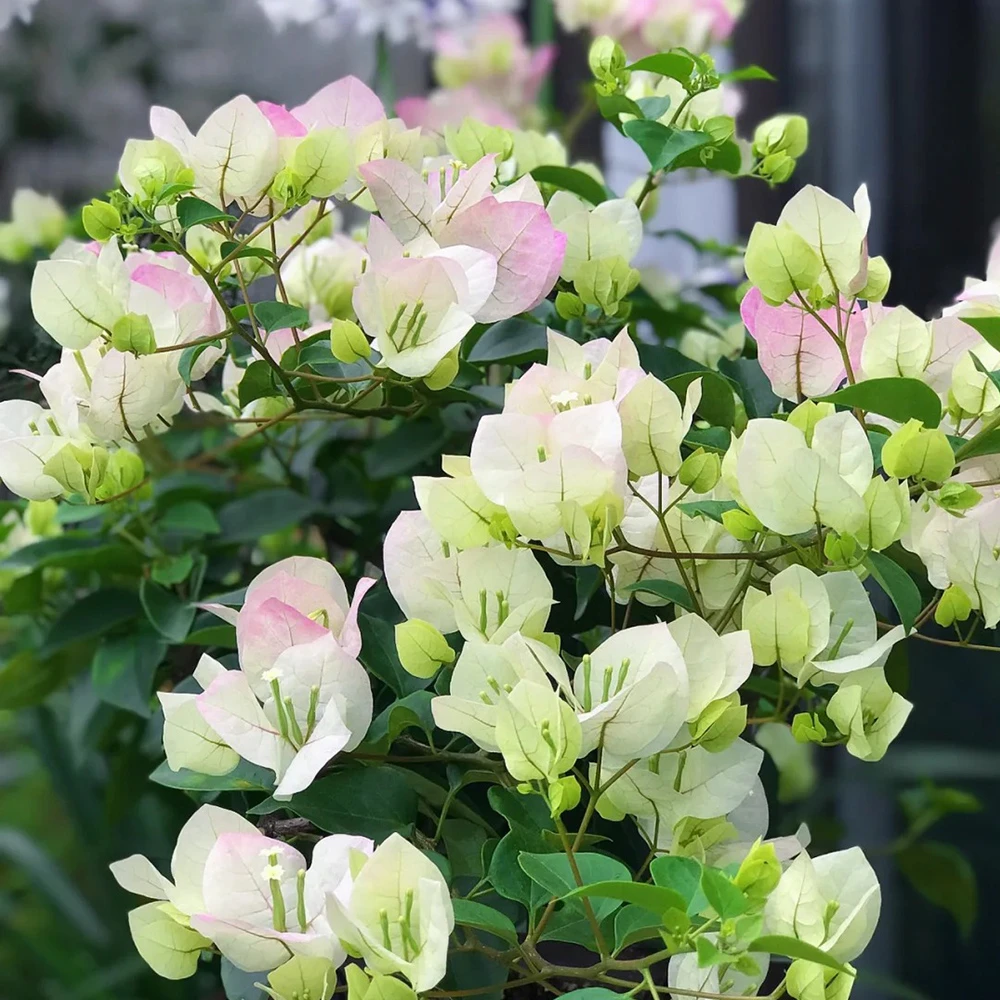 三角梅一物一拍 耐高温懒人必拍新手养花拍盆栽开花植物不甜西瓜