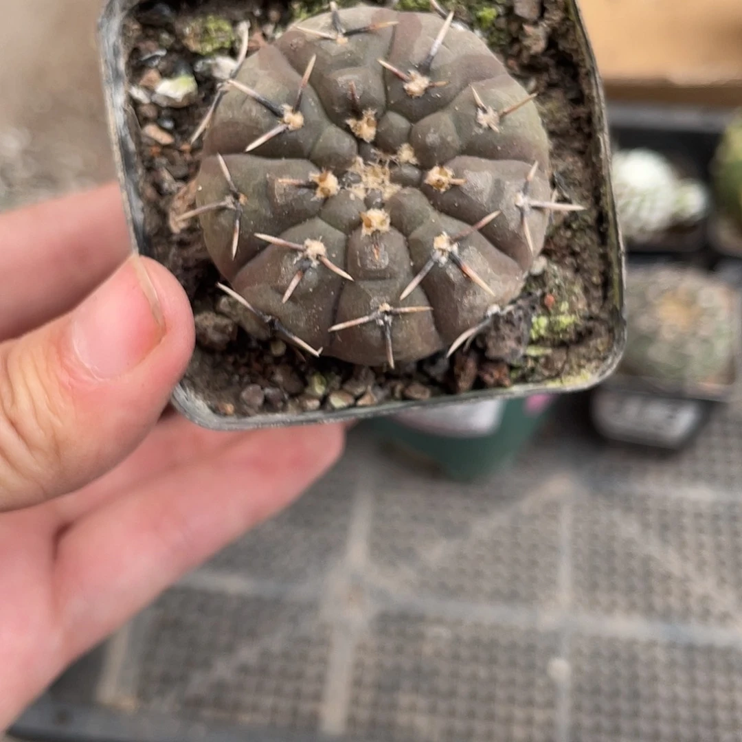 414怪龙丸（满18元包邮）