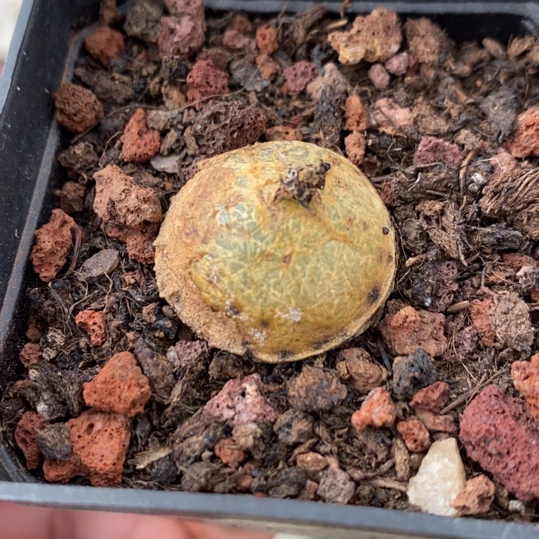 灯泡多肉植物7790