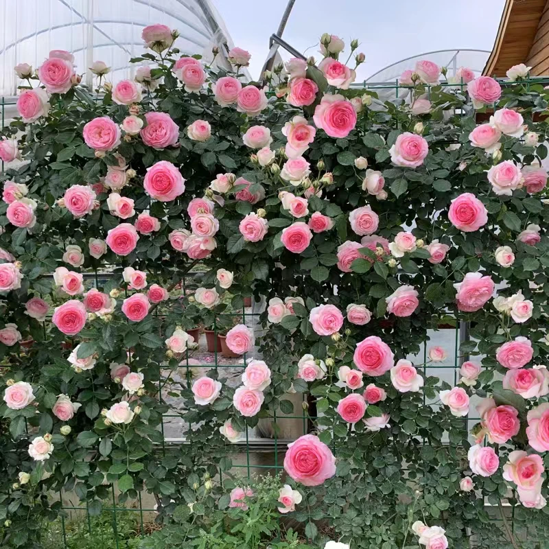 买三送一爬藤蔷薇花苗庭院拱门阳台四季开花植物