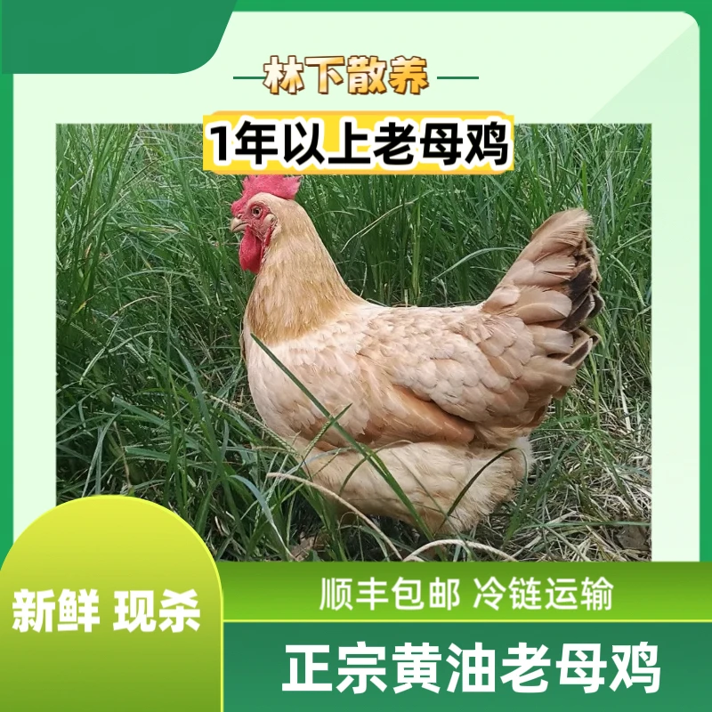 【柠凰农场】南京星甸林下散养1年以上黄油老母鸡