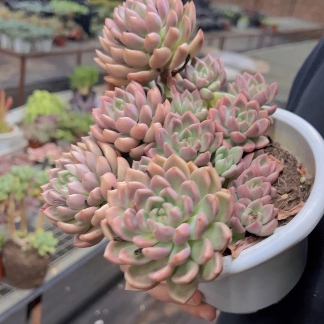 油漆桶多头大盆群，180杯