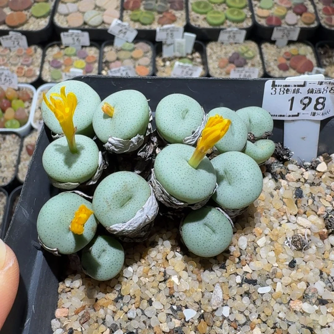 Ssss精品生石花198