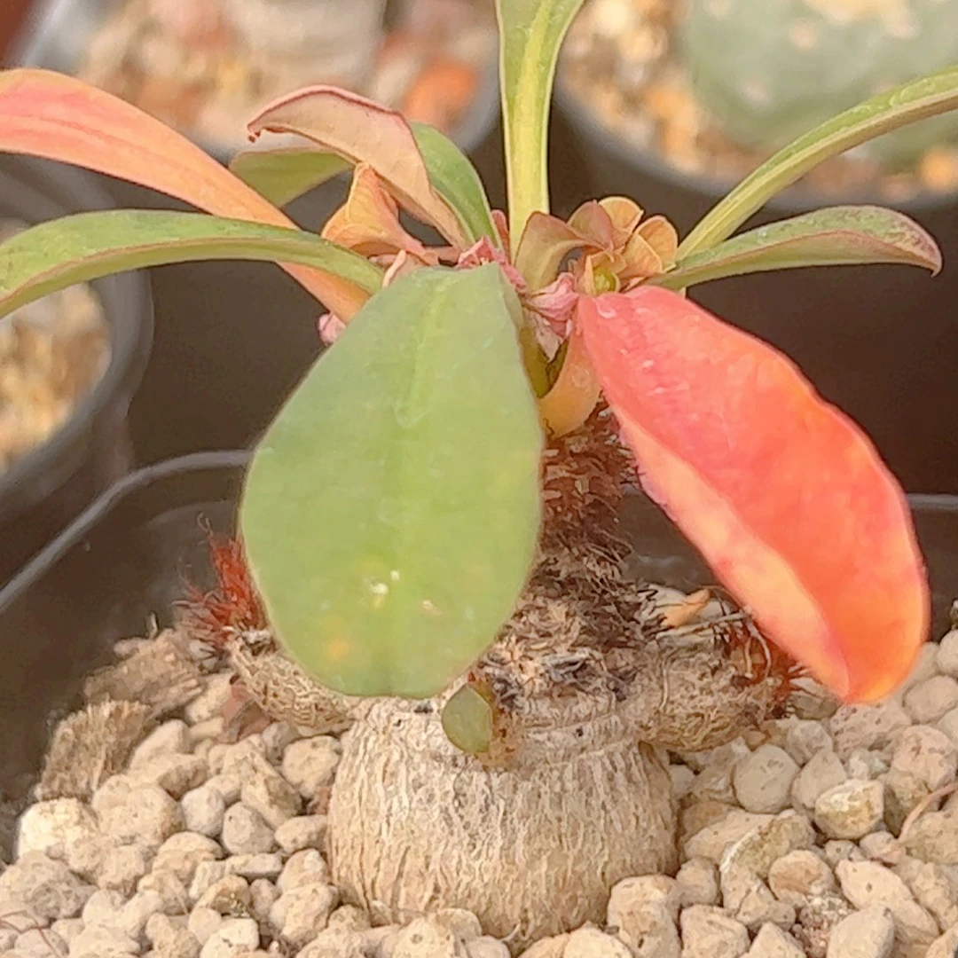 实生 象鼻大戟块根