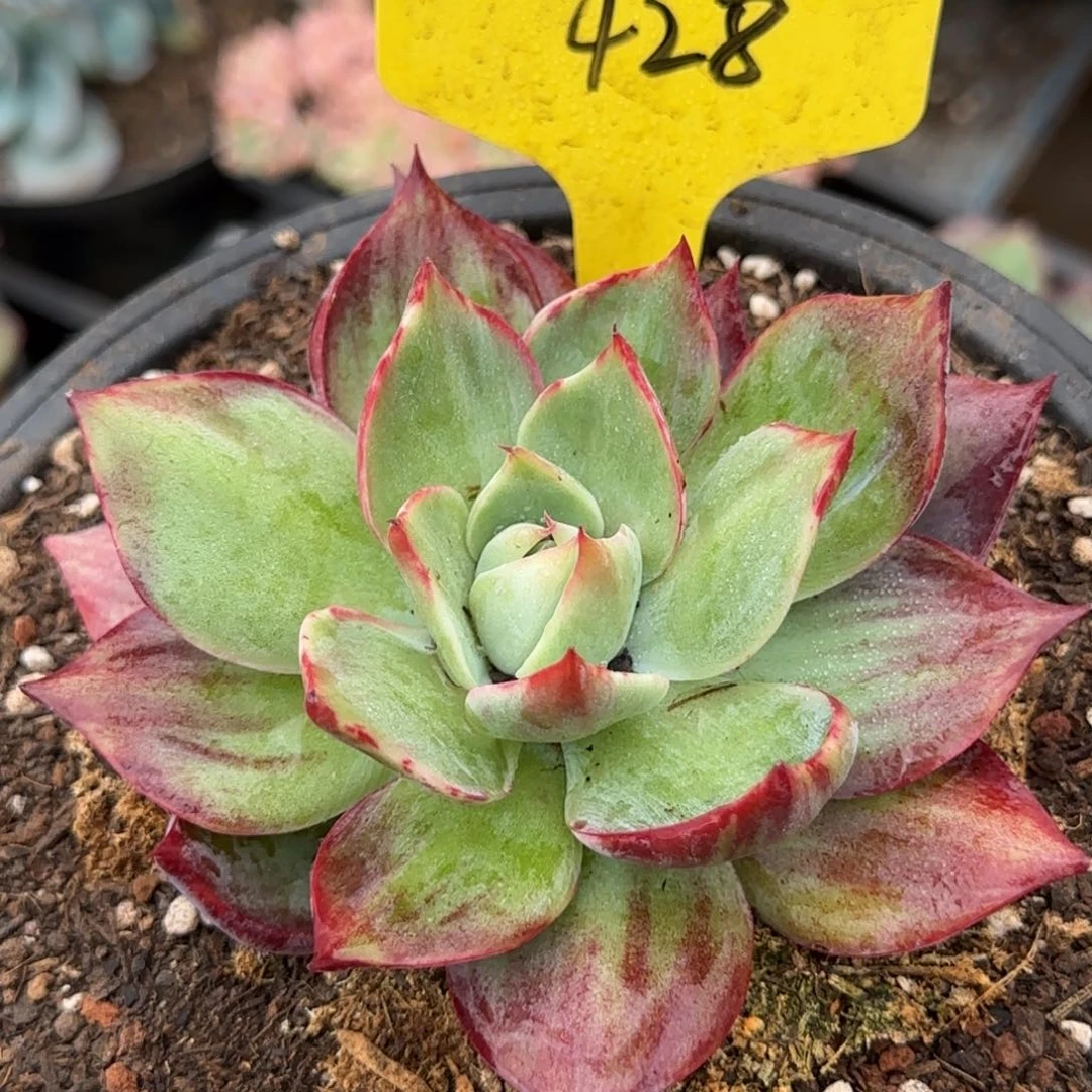 惊鸿一物一拍包装收缩花旱428