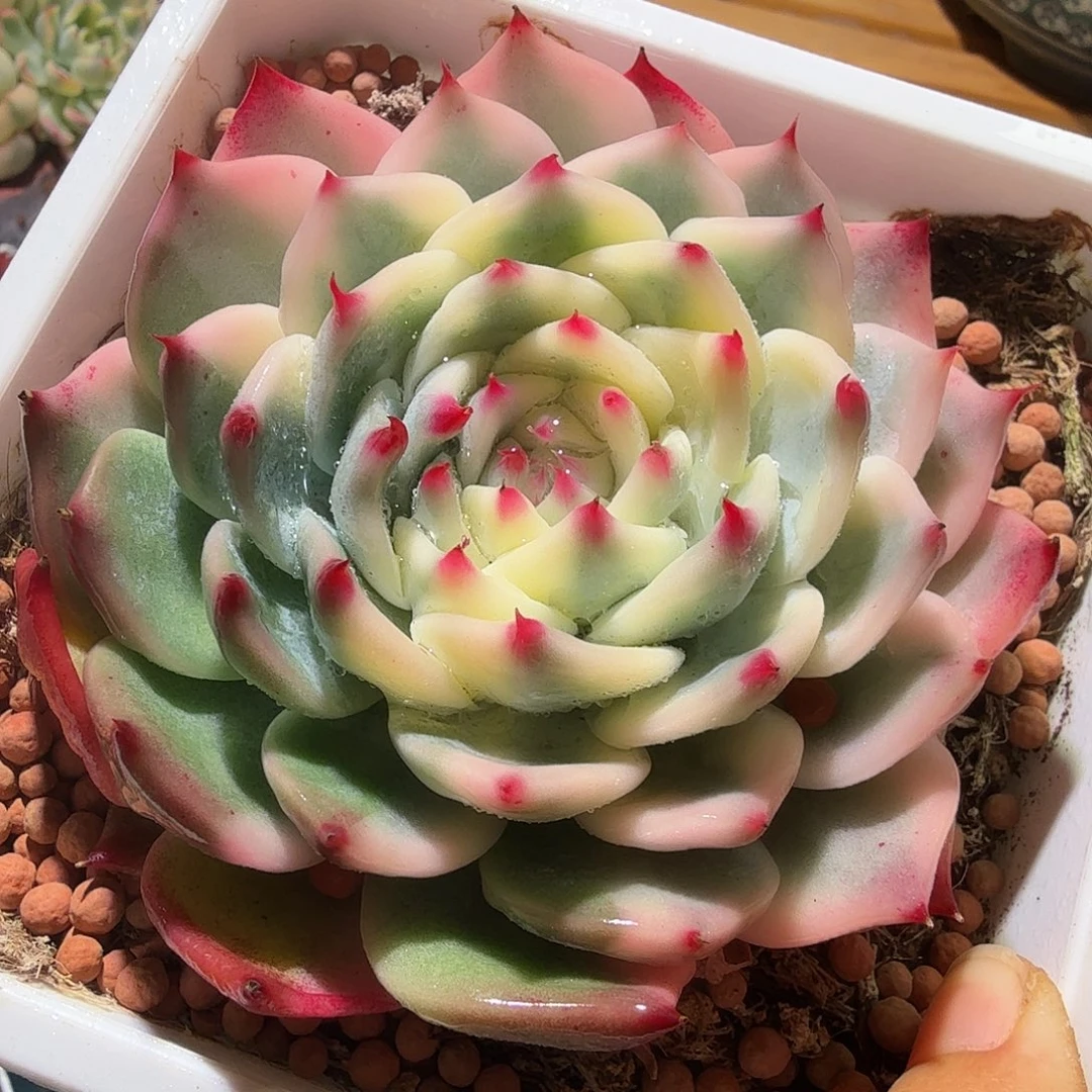 吉娃娃锦，多肉植物