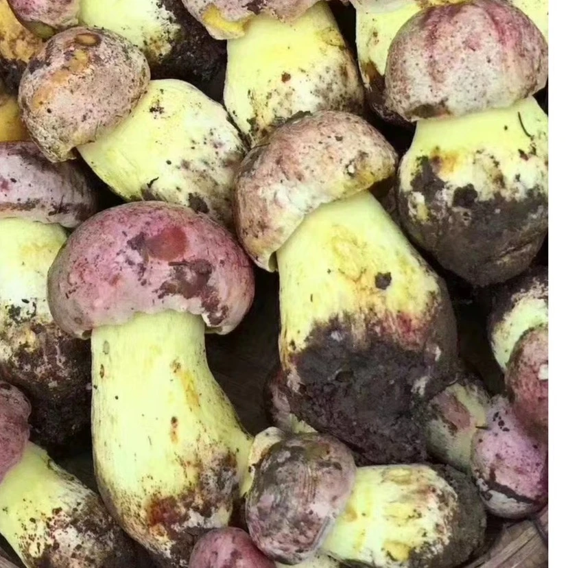 云南野生白葱牛肝菌顺风空运