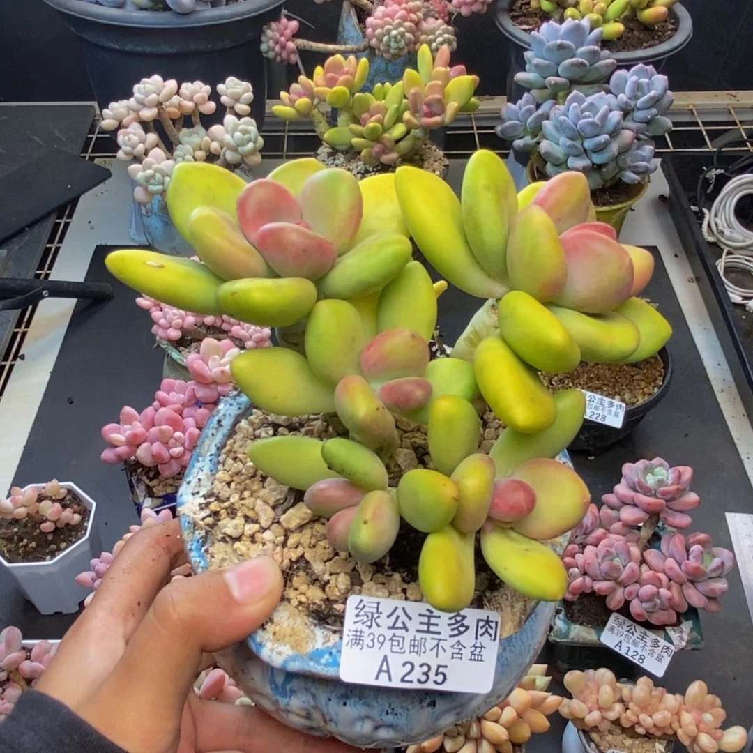 235芒果奶多肉11c m