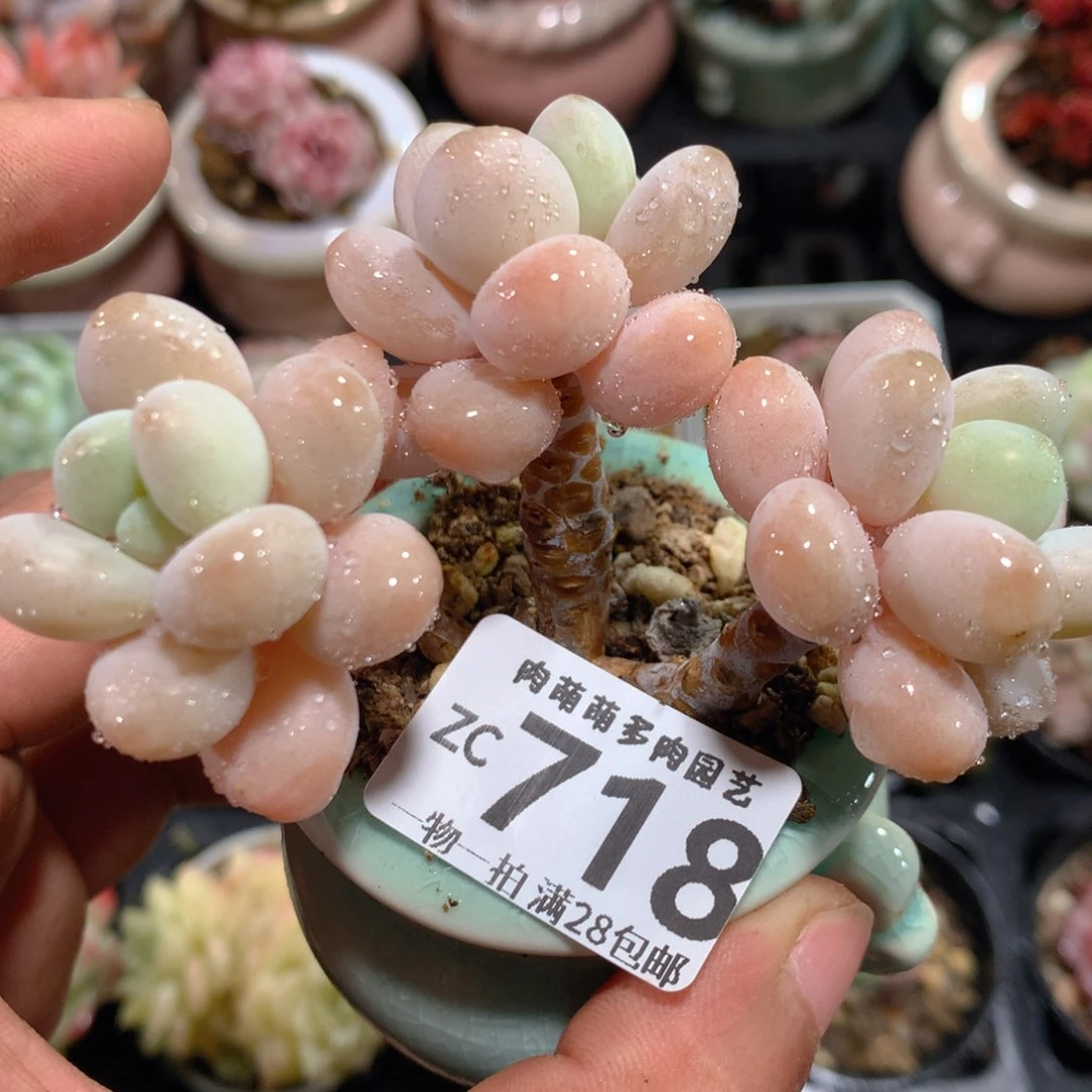 5CM拇指盆精控多肉ZC718