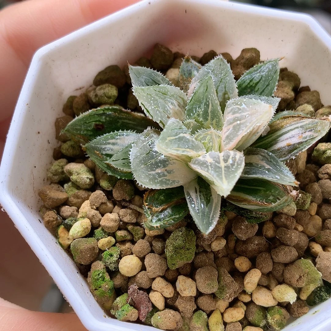 冰沙糖寿锦带盆土发货