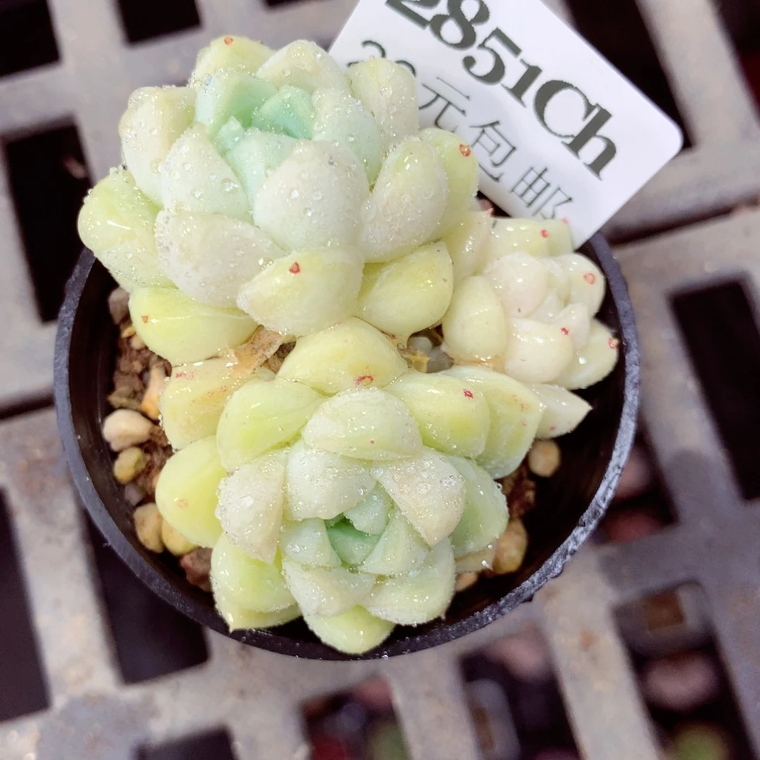 5厘米盆精控多肉2851