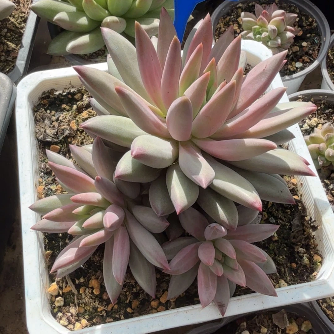 虞美人一物一拍166