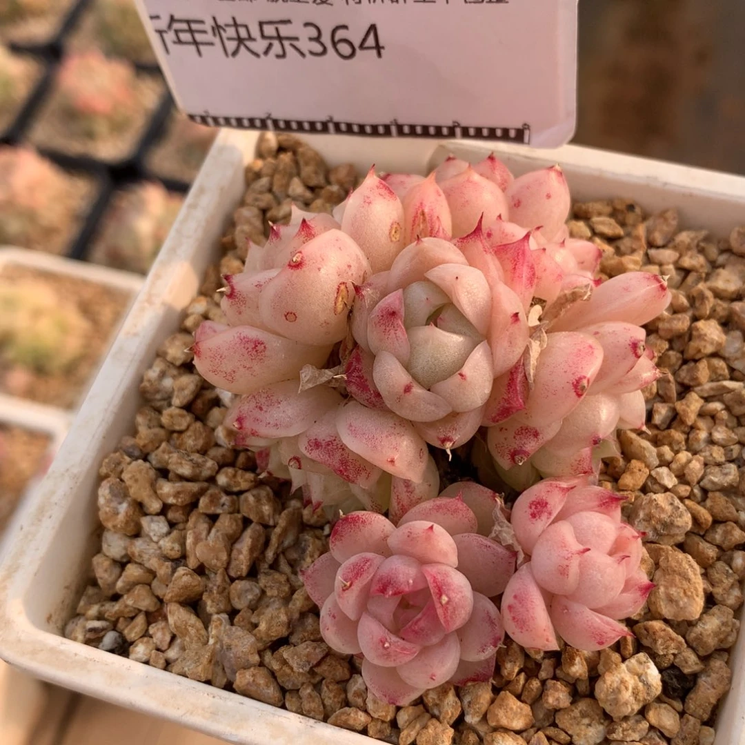 麦秆老桩多肉植物