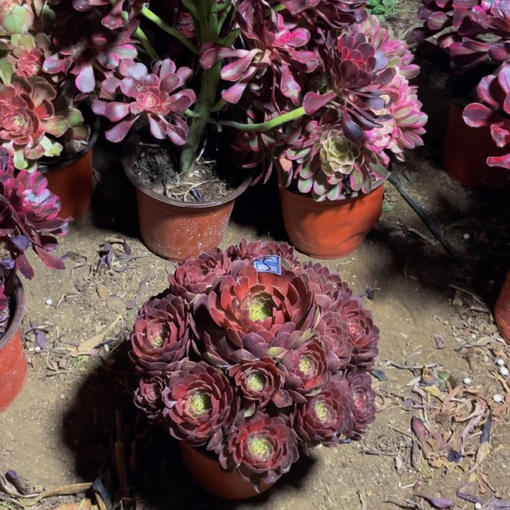 鲜花5鲜花红黁。我是