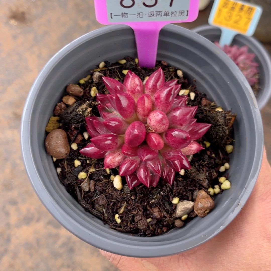 哎***喂云尘多肉一物一拍857