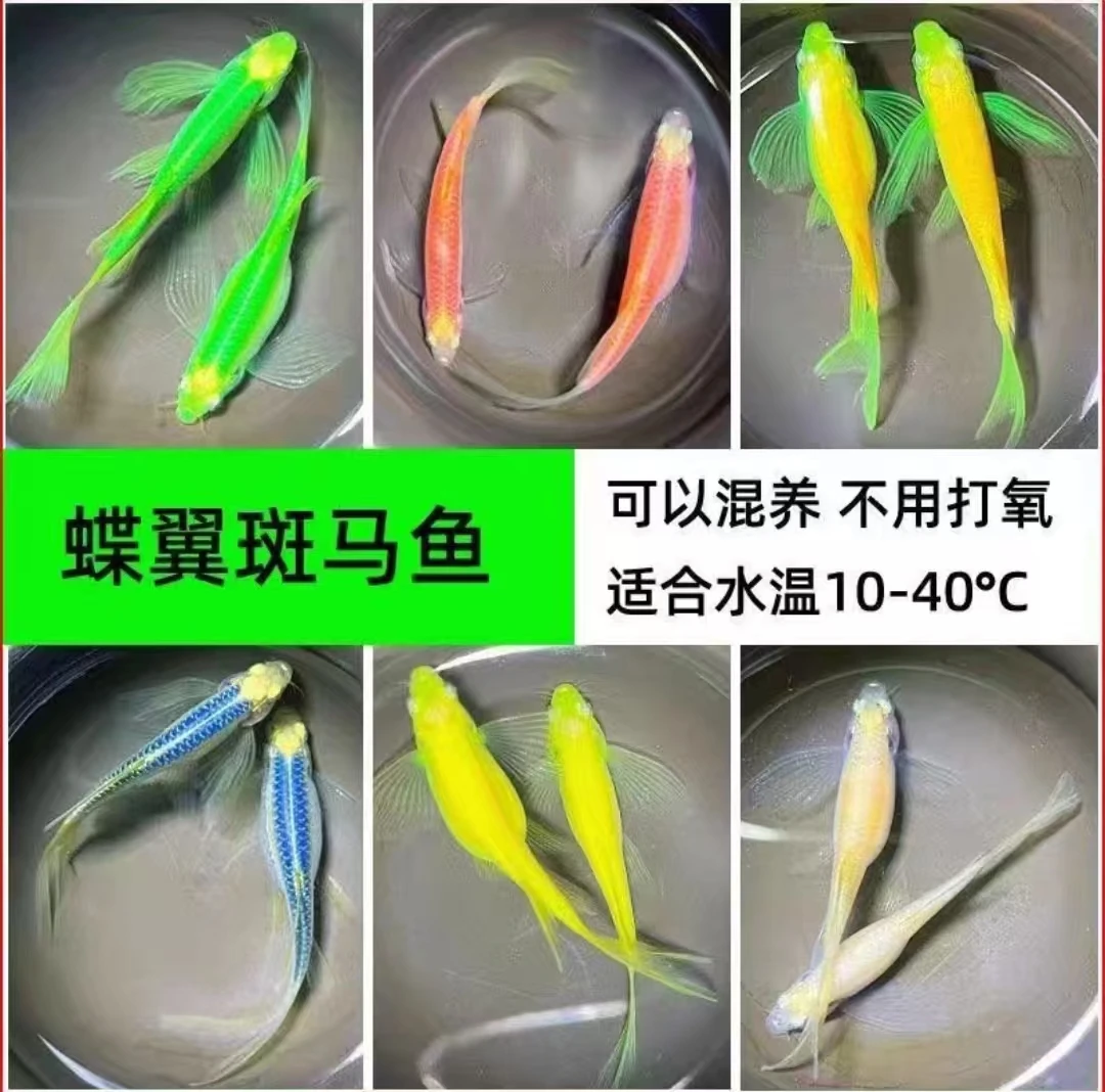 长尾异形蝶翼斑马鱼小型淡水热带鱼观赏鱼群游包邮活鱼小鱼组合装
