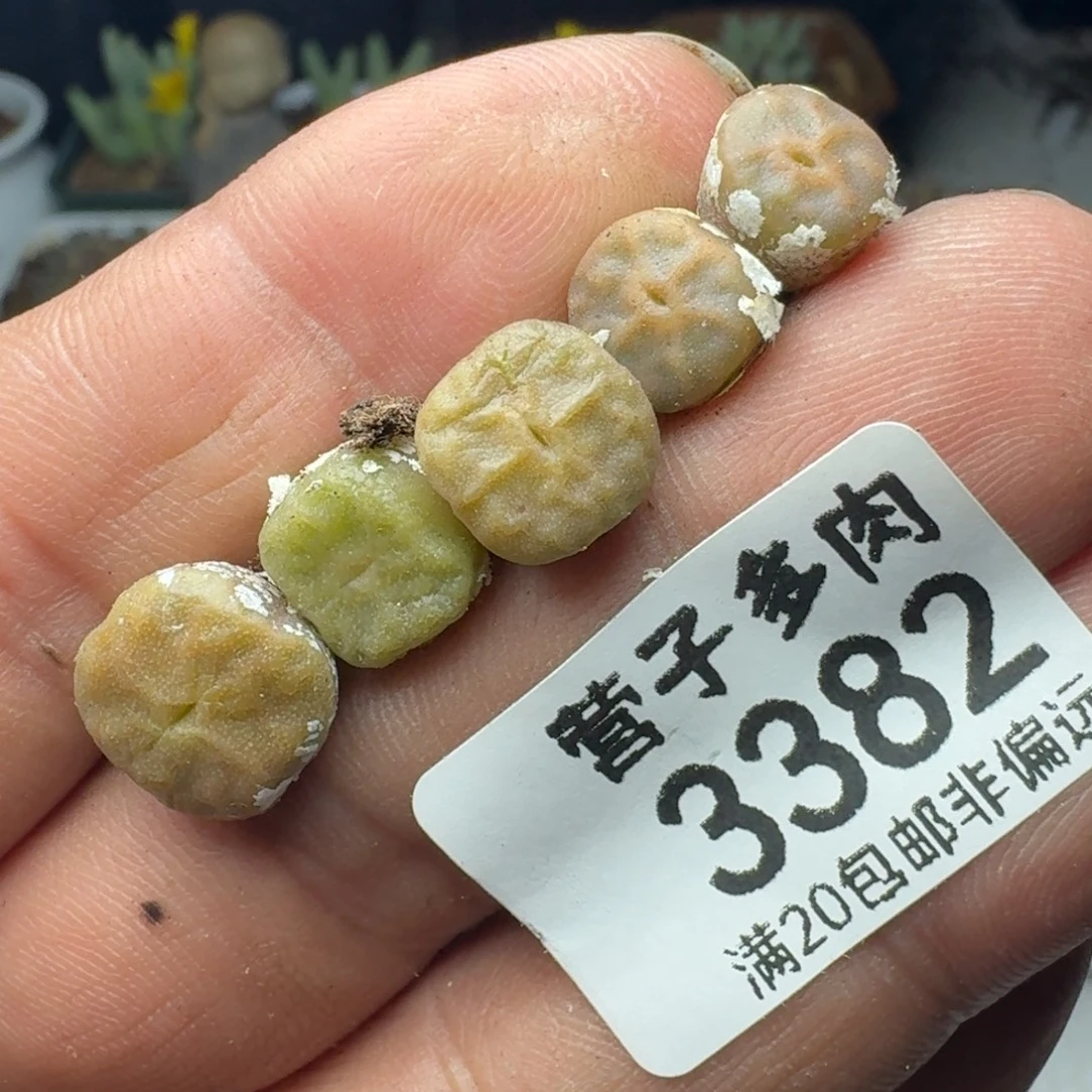 烧卖。