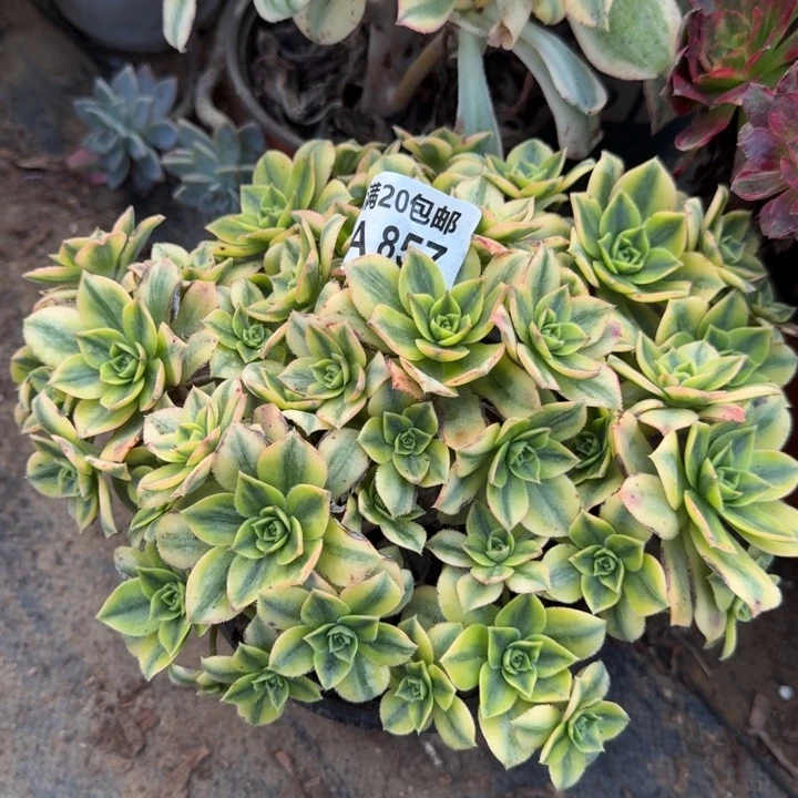 满20包邮，857星爆老桩