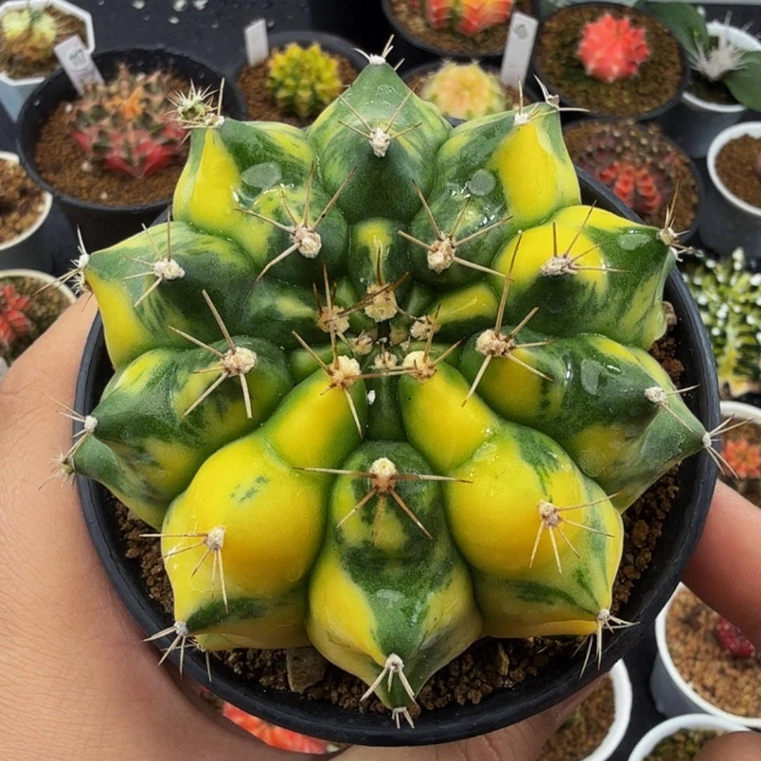 当前无花朵，栽培后可花朵