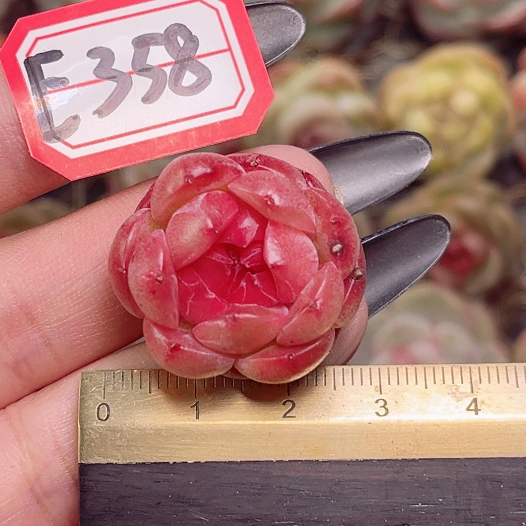 E358一物一拍 孤品珍妮