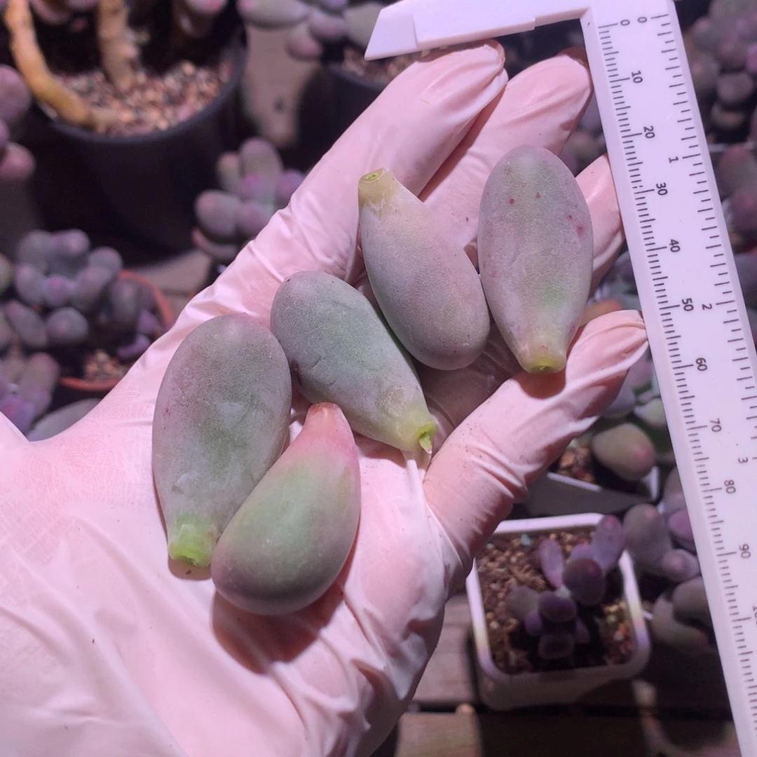 别***珠米可奶酪多肉米可奶