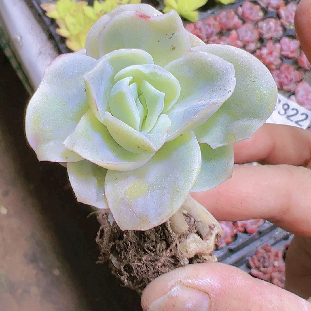 可爱玫瑰3个19包邮