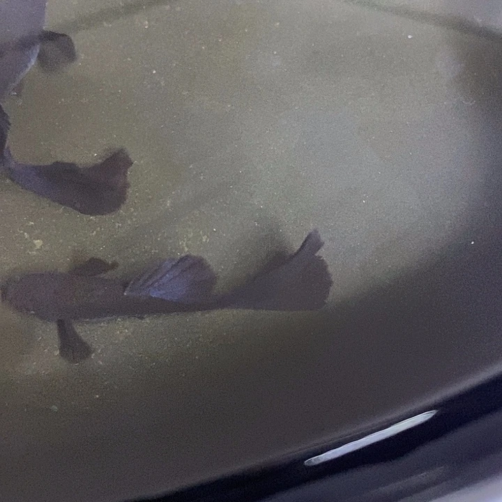 泰山蓝孔雀鱼孔雀鱼两对