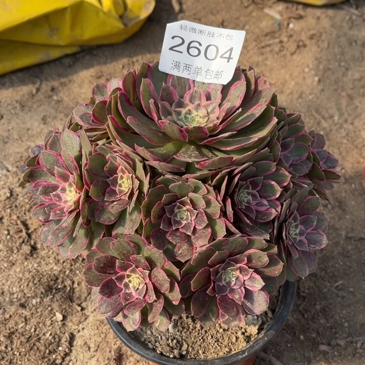 叁***叁2604粉花妖的人多肉的