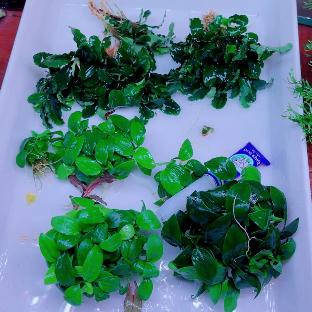 美小呆哇塞套餐一份