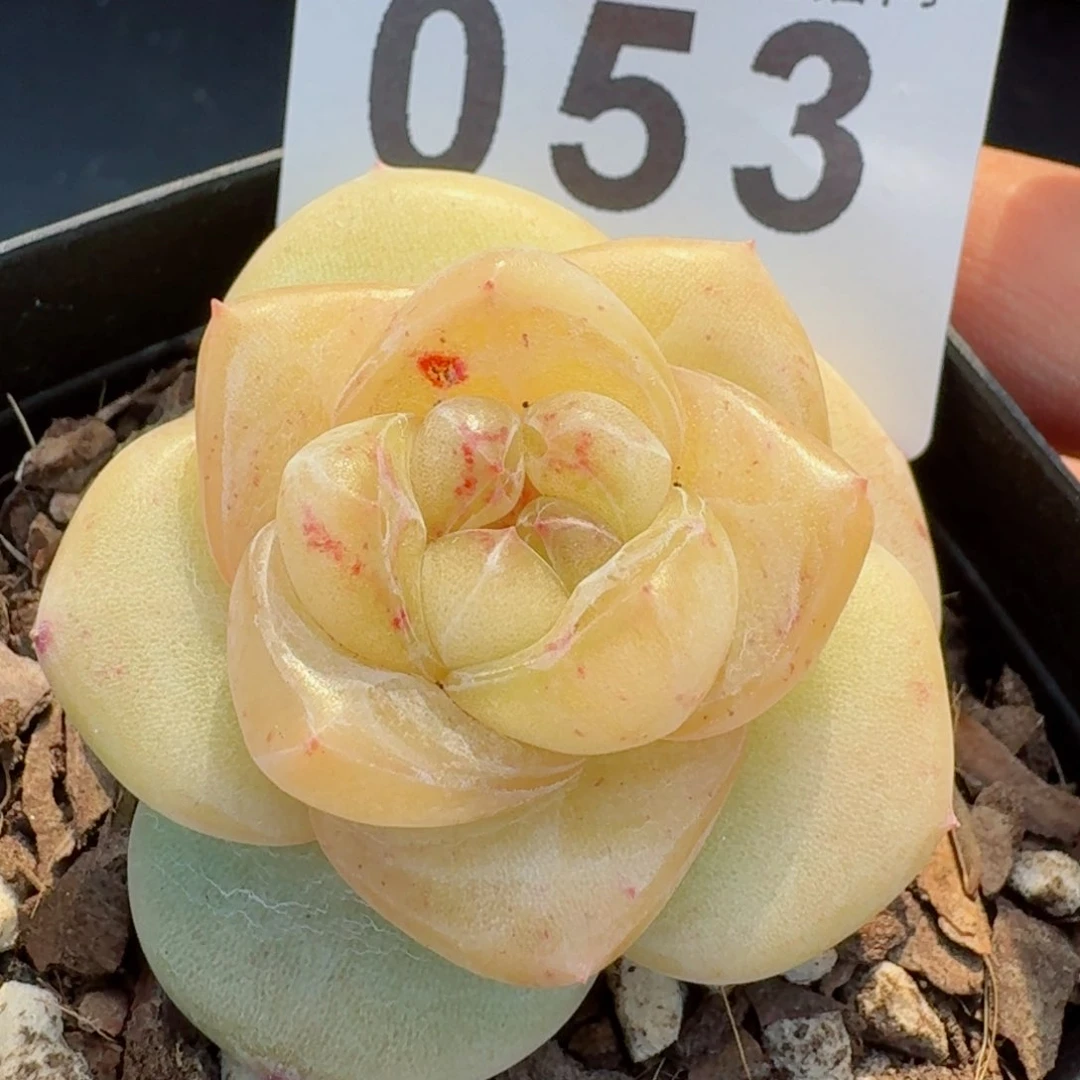 金樽         多肉植物新品上新