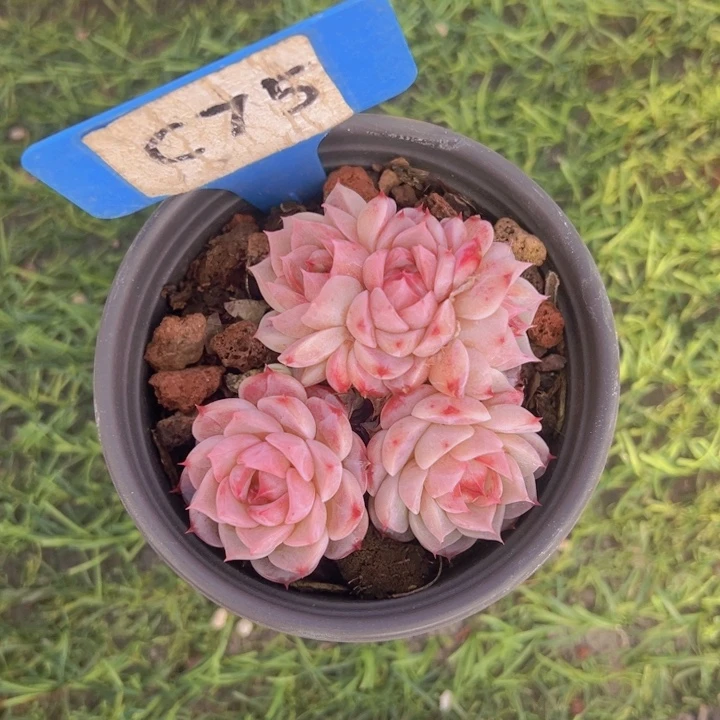 健健康康平平安安