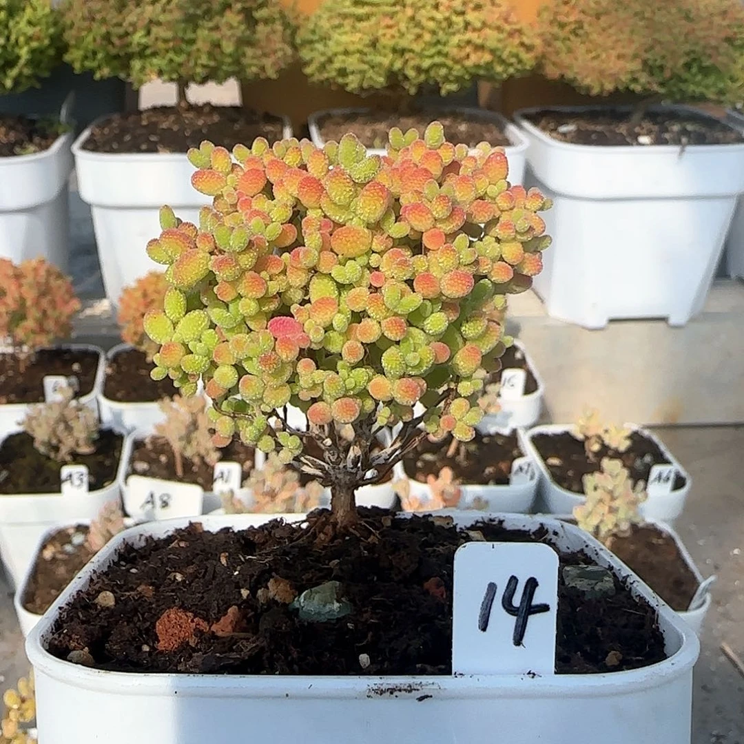 蜜橘糖球枝干番杏