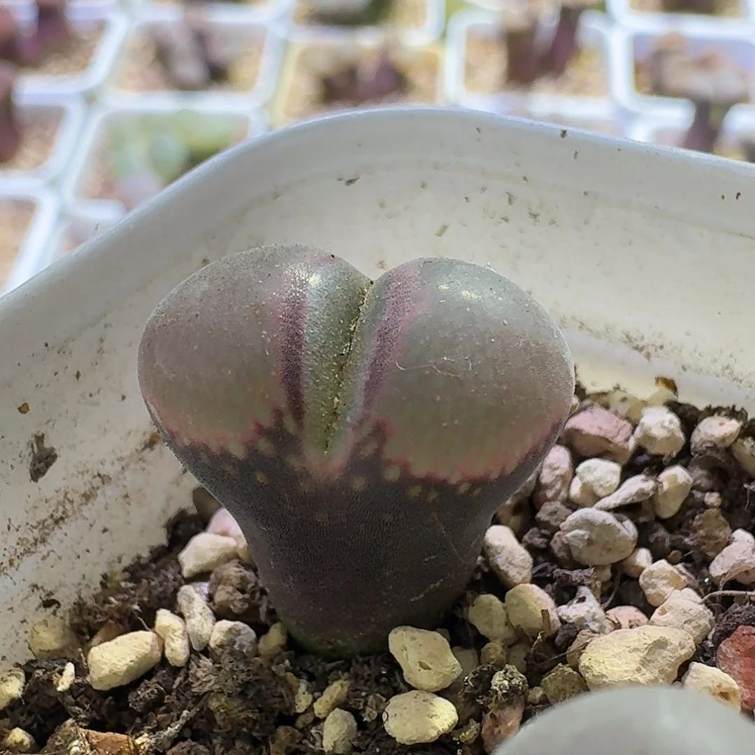 32号冯大佬c10三年一物一拍