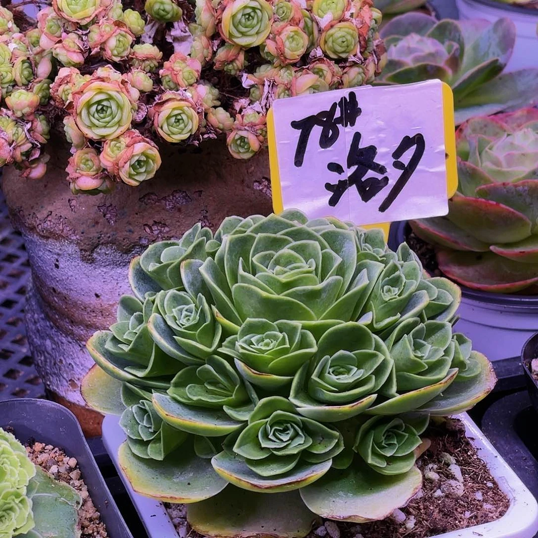 洛夕 非偏远包邮 多肉